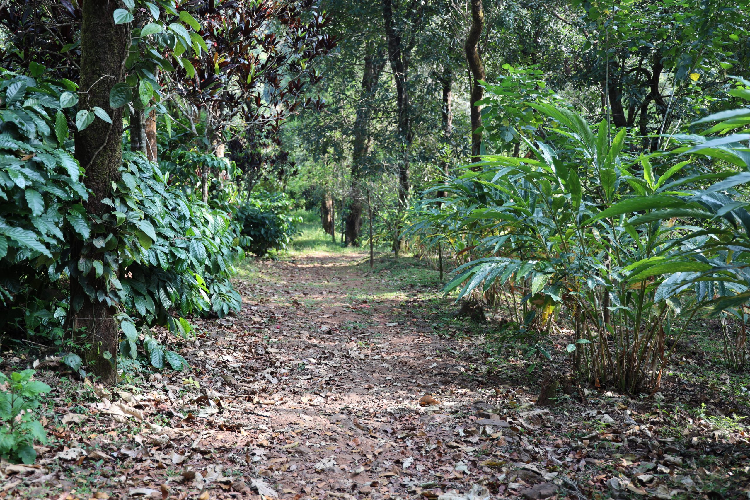 Coorg Coffee and Spice Estate Tour