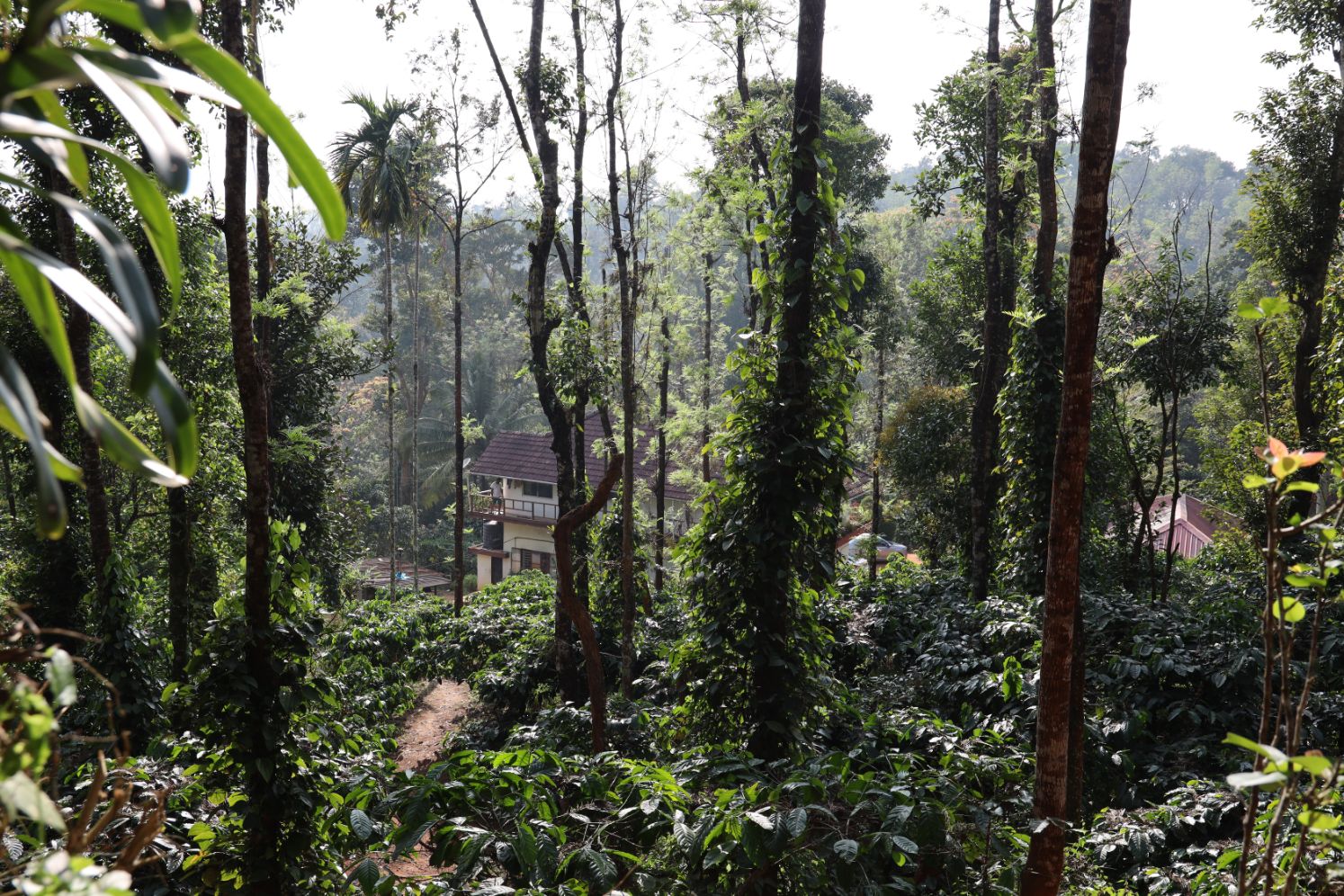 Coffee Estate Tour Price List Mercara Gold Estate